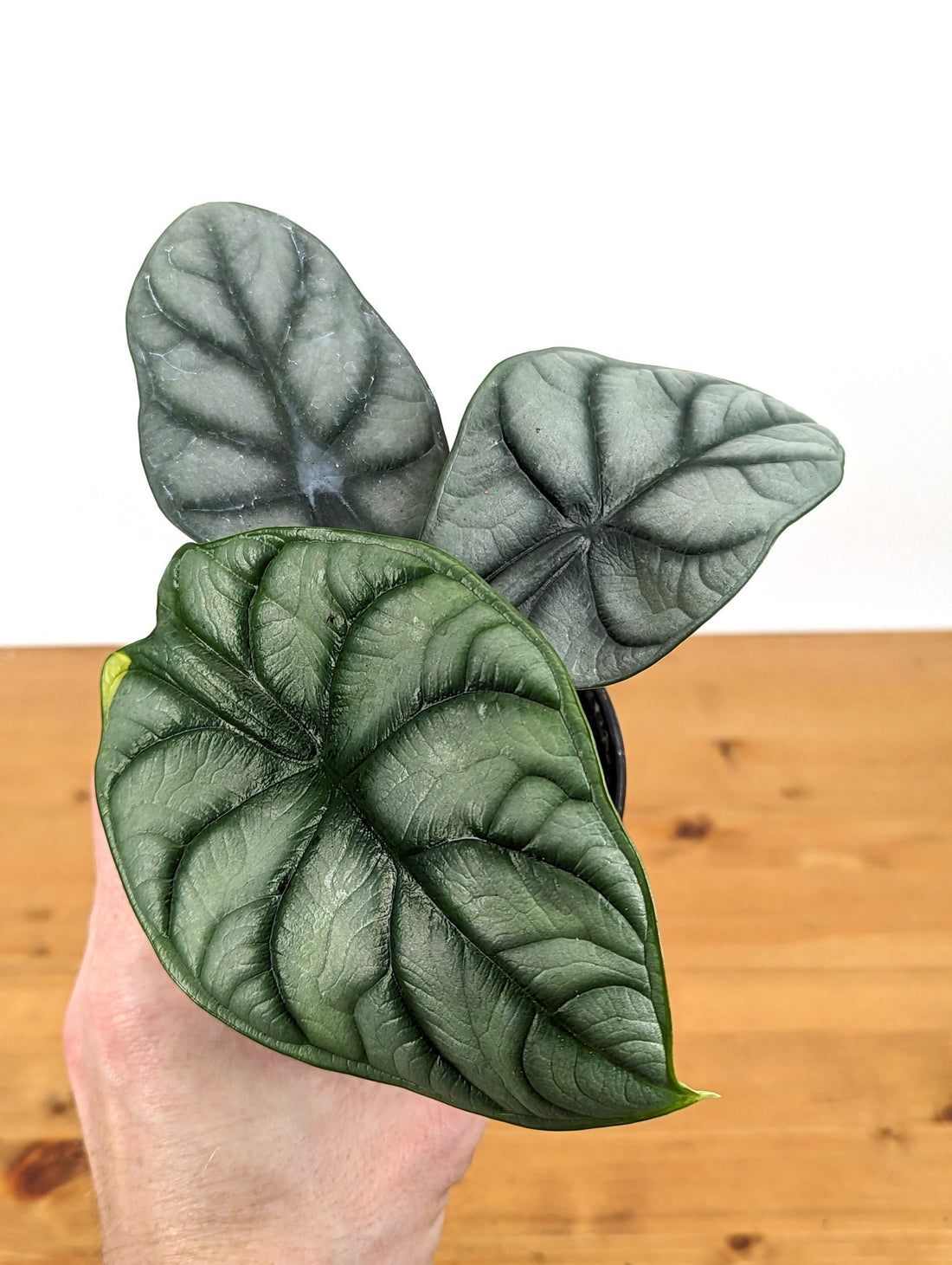 Alocasia Silver Dragon