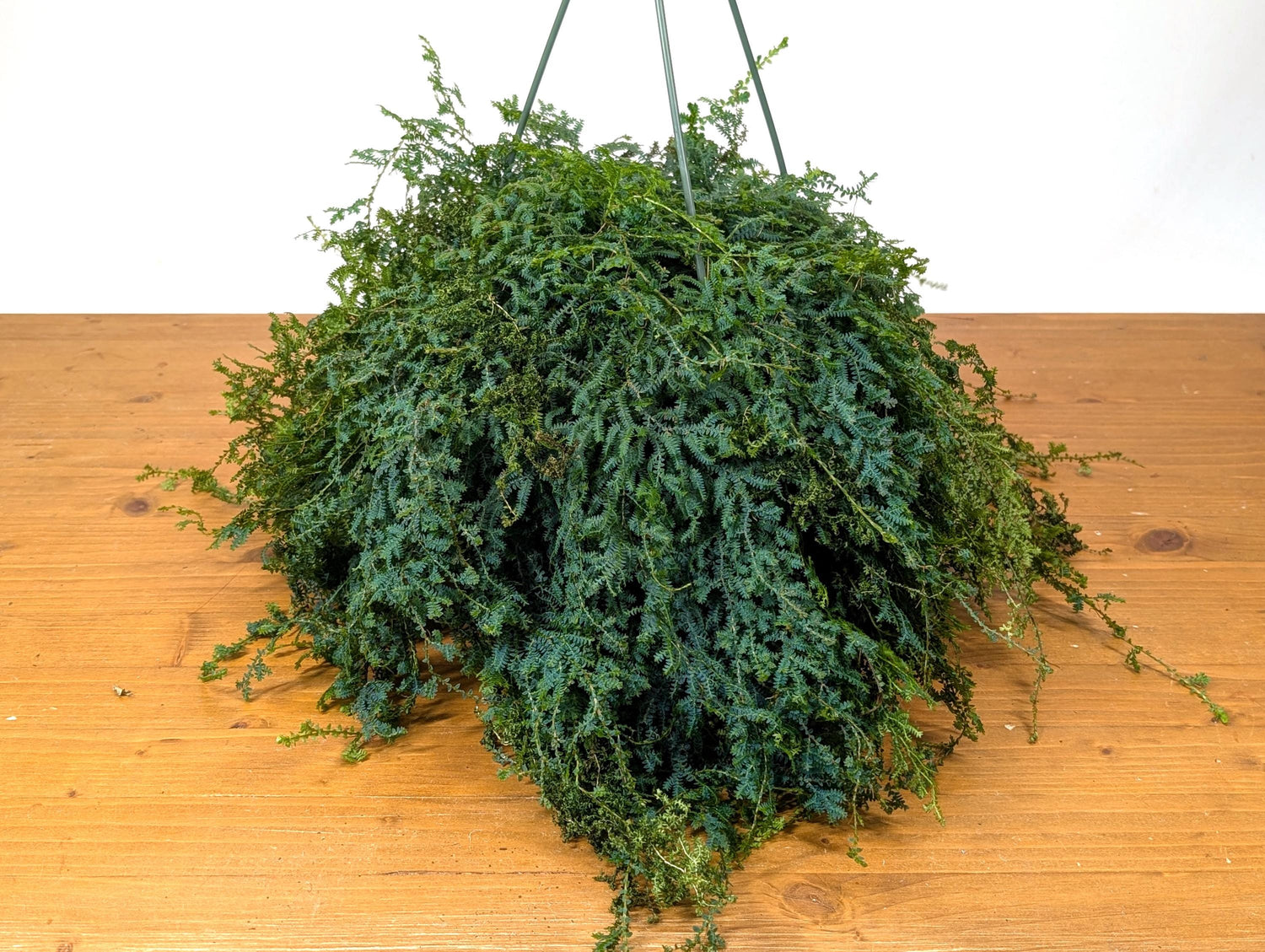 Rainbow Moss AKA Peacock Fern  (Selaginella uncinata) in 8 inch Hanging Basket