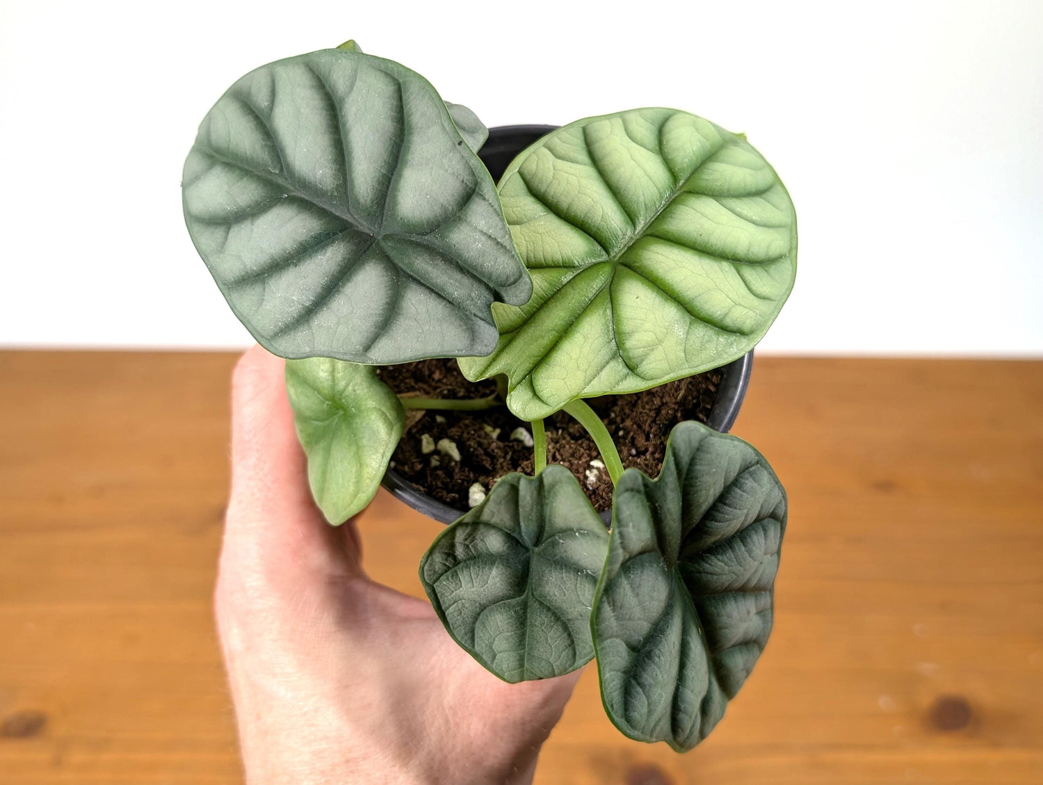 Alocasia Silver Dragon