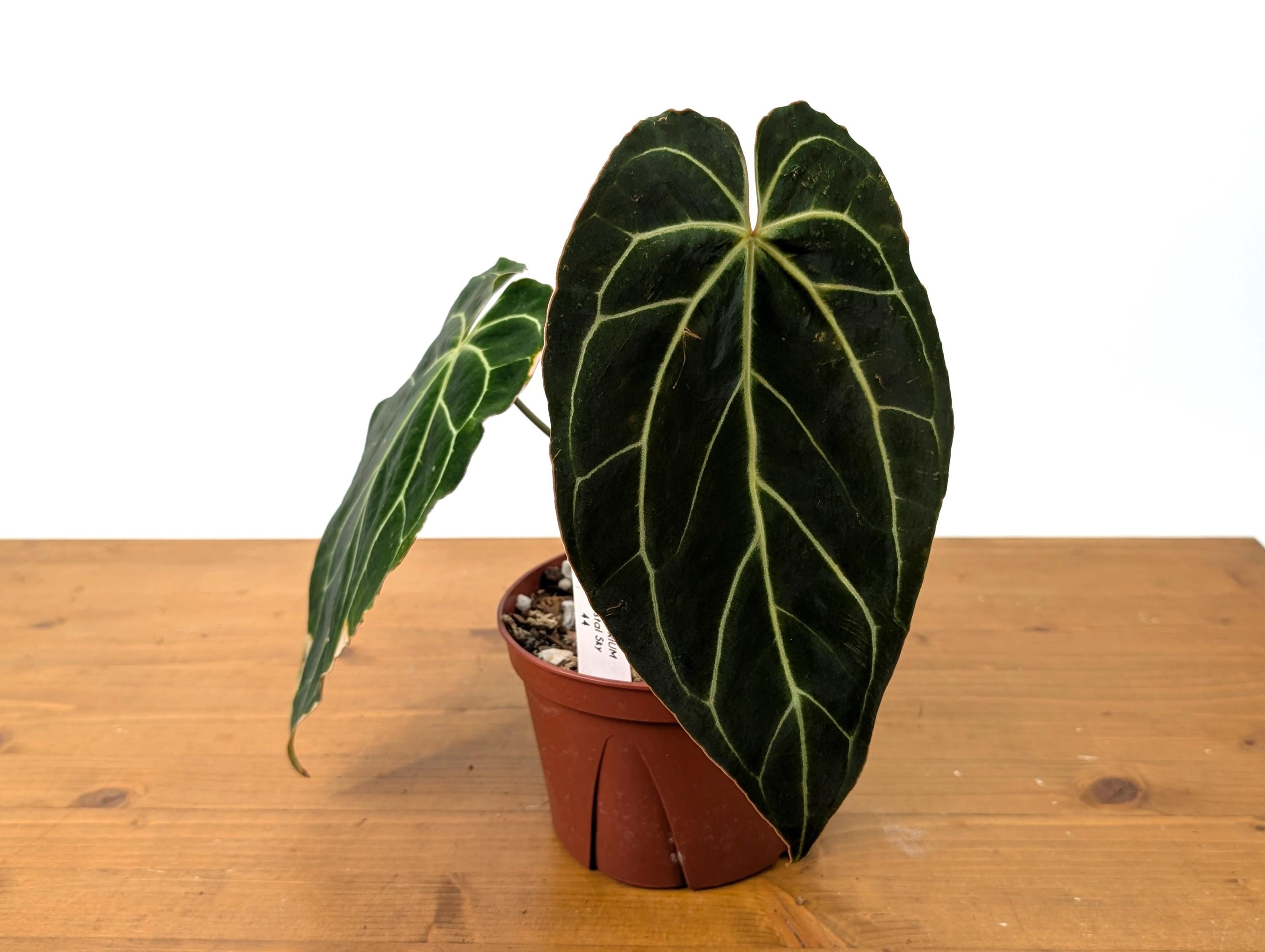 Large Anthurium Crystallinum x Besseae &