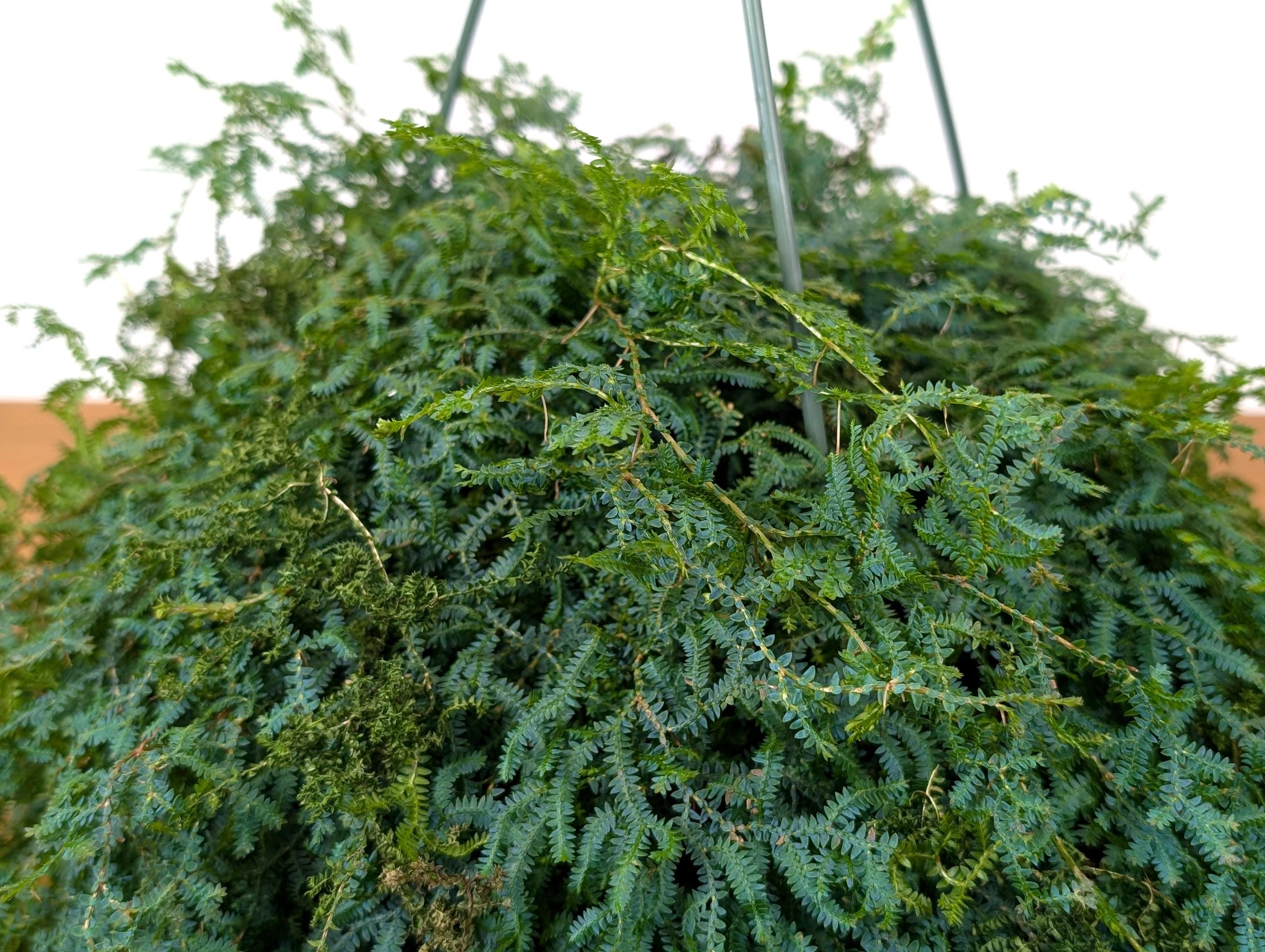 Rainbow Moss AKA Peacock Fern  (Selaginella uncinata) in 8 inch Hanging Basket