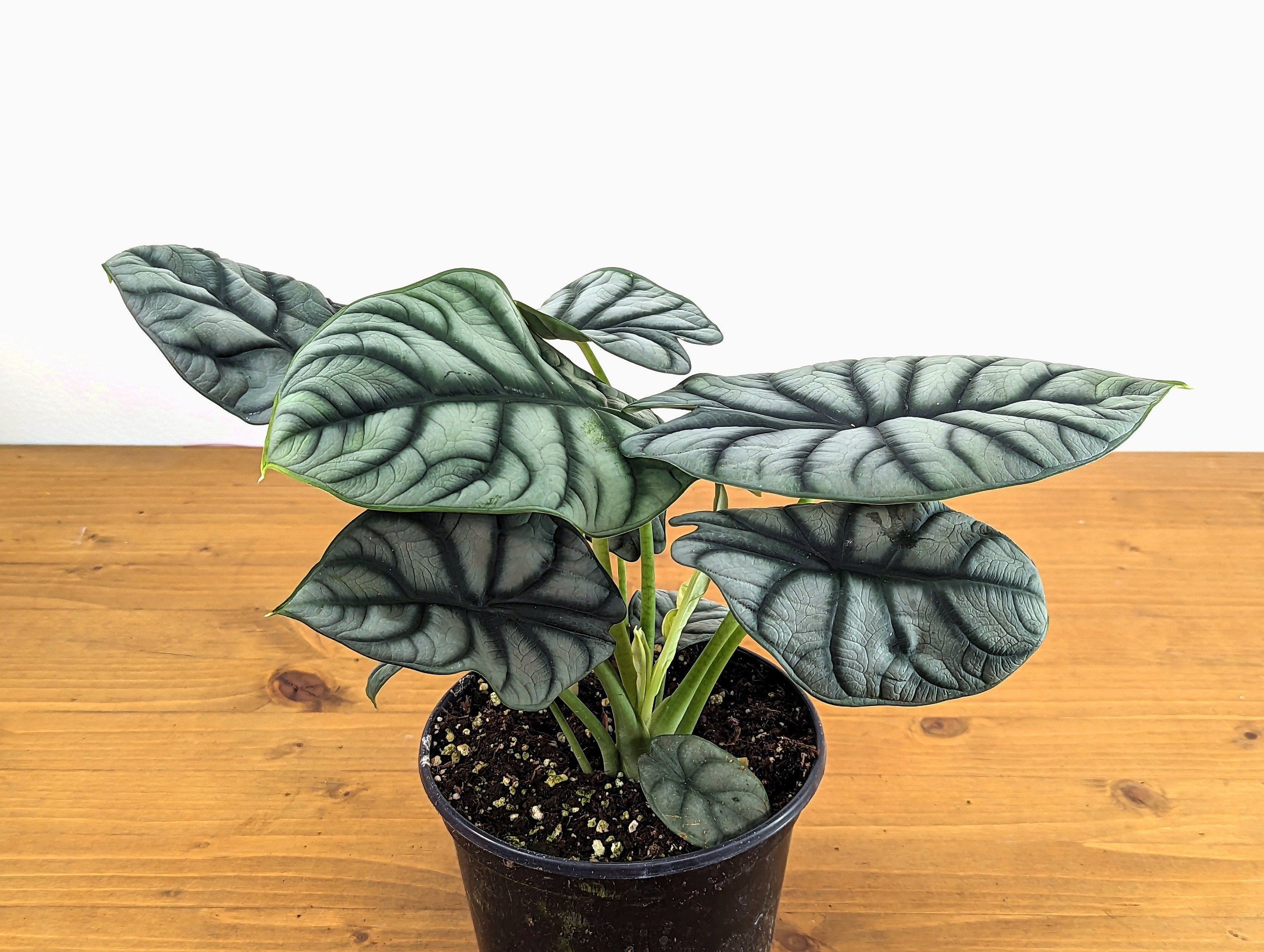 Alocasia Silver Dragon