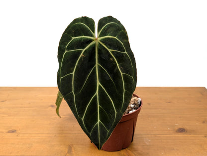 Large Anthurium Crystallinum x Besseae &