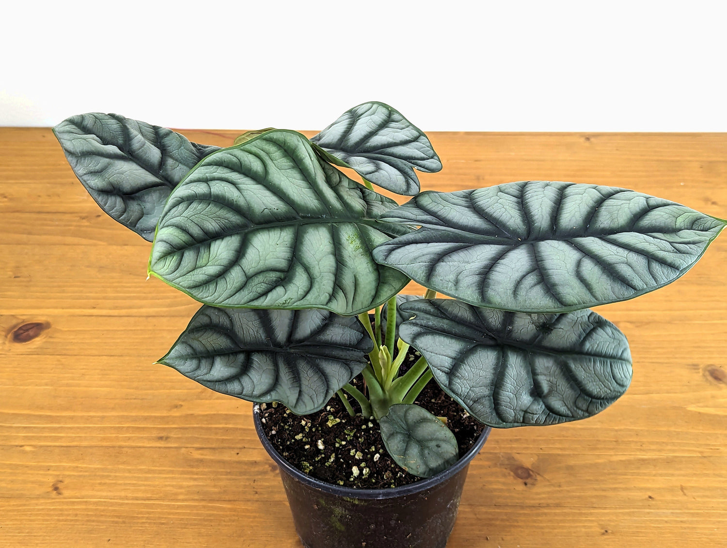 Alocasia Silver Dragon