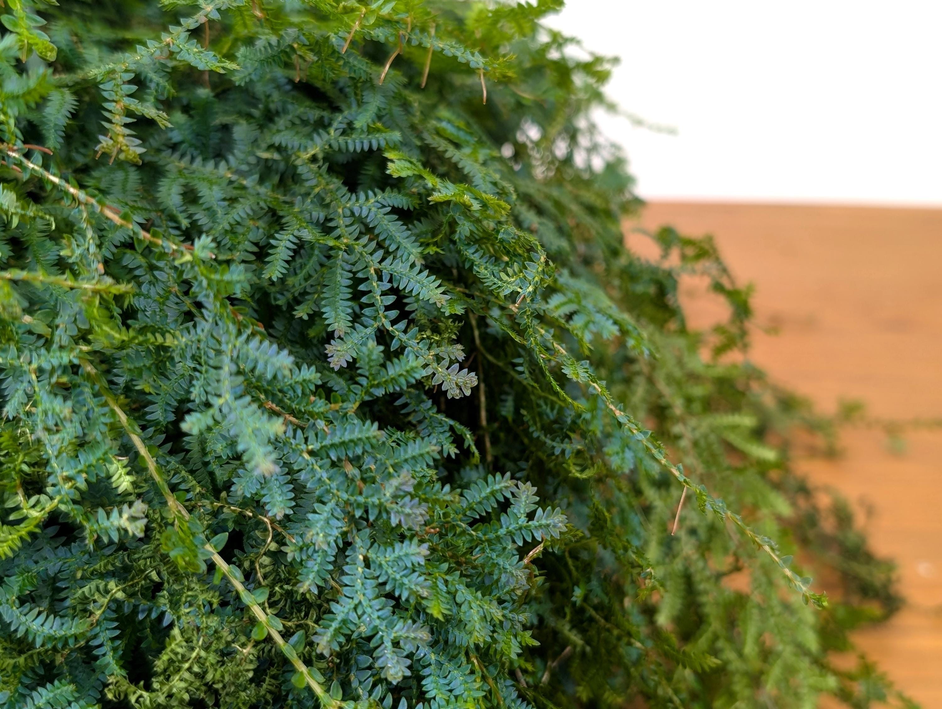 Rainbow Moss AKA Peacock Fern  (Selaginella uncinata) in 8 inch Hanging Basket