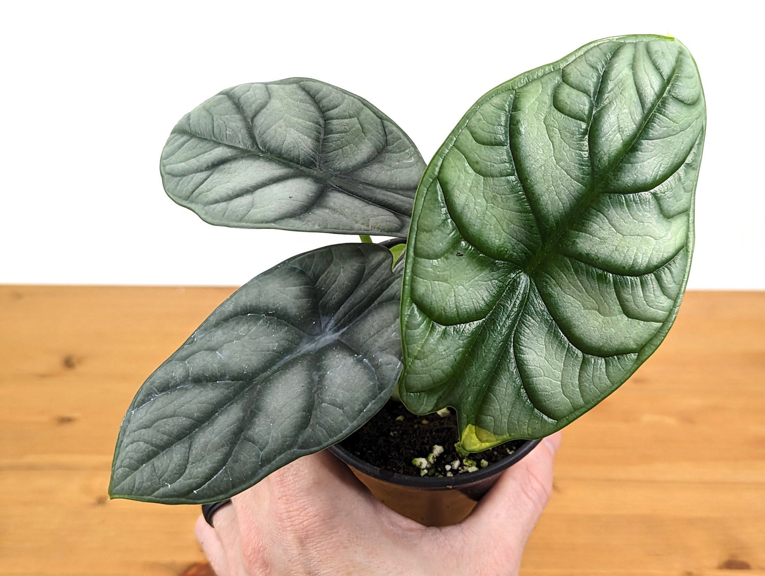 Alocasia Silver Dragon