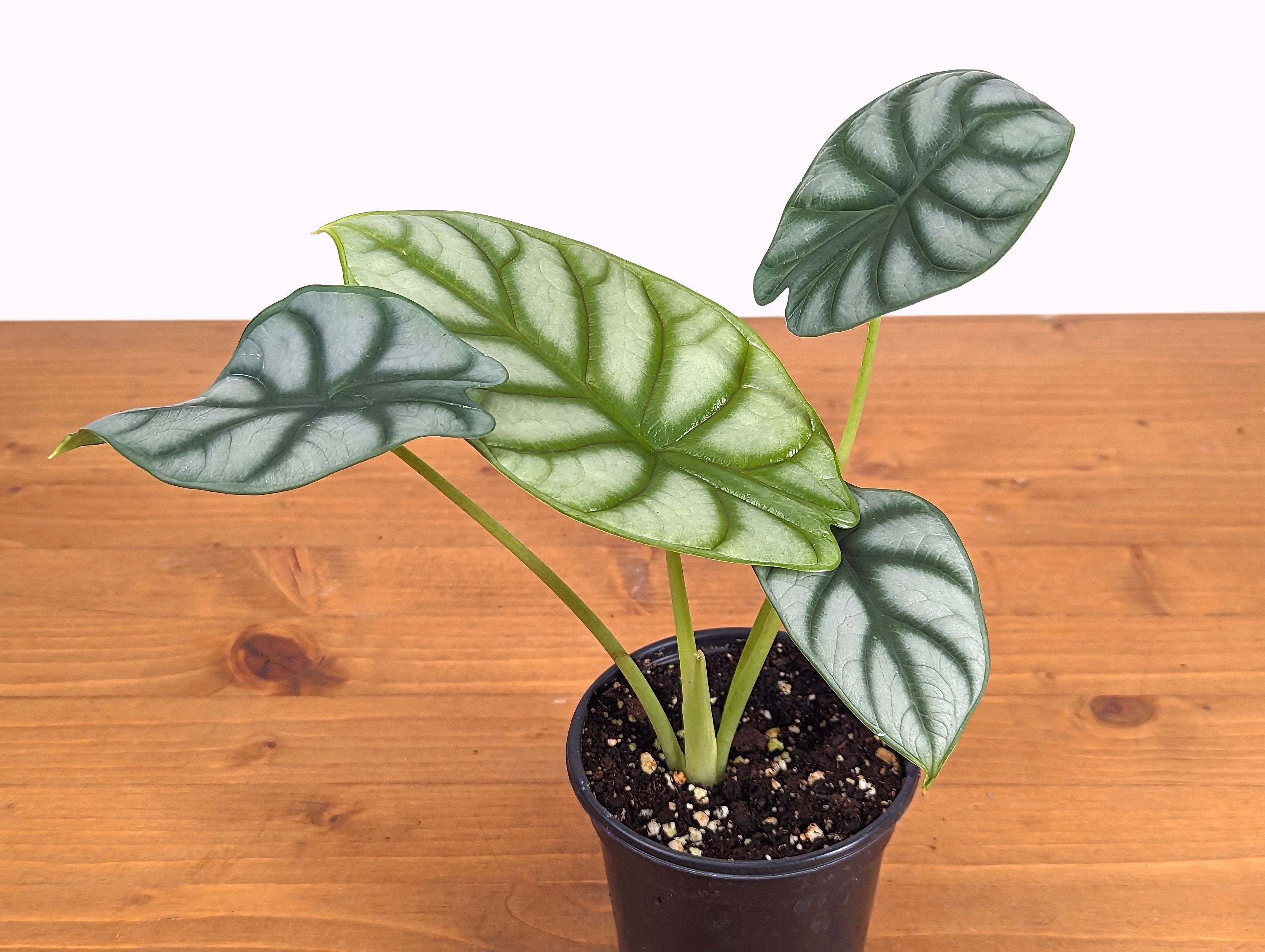 Alocasia Silver Dragon