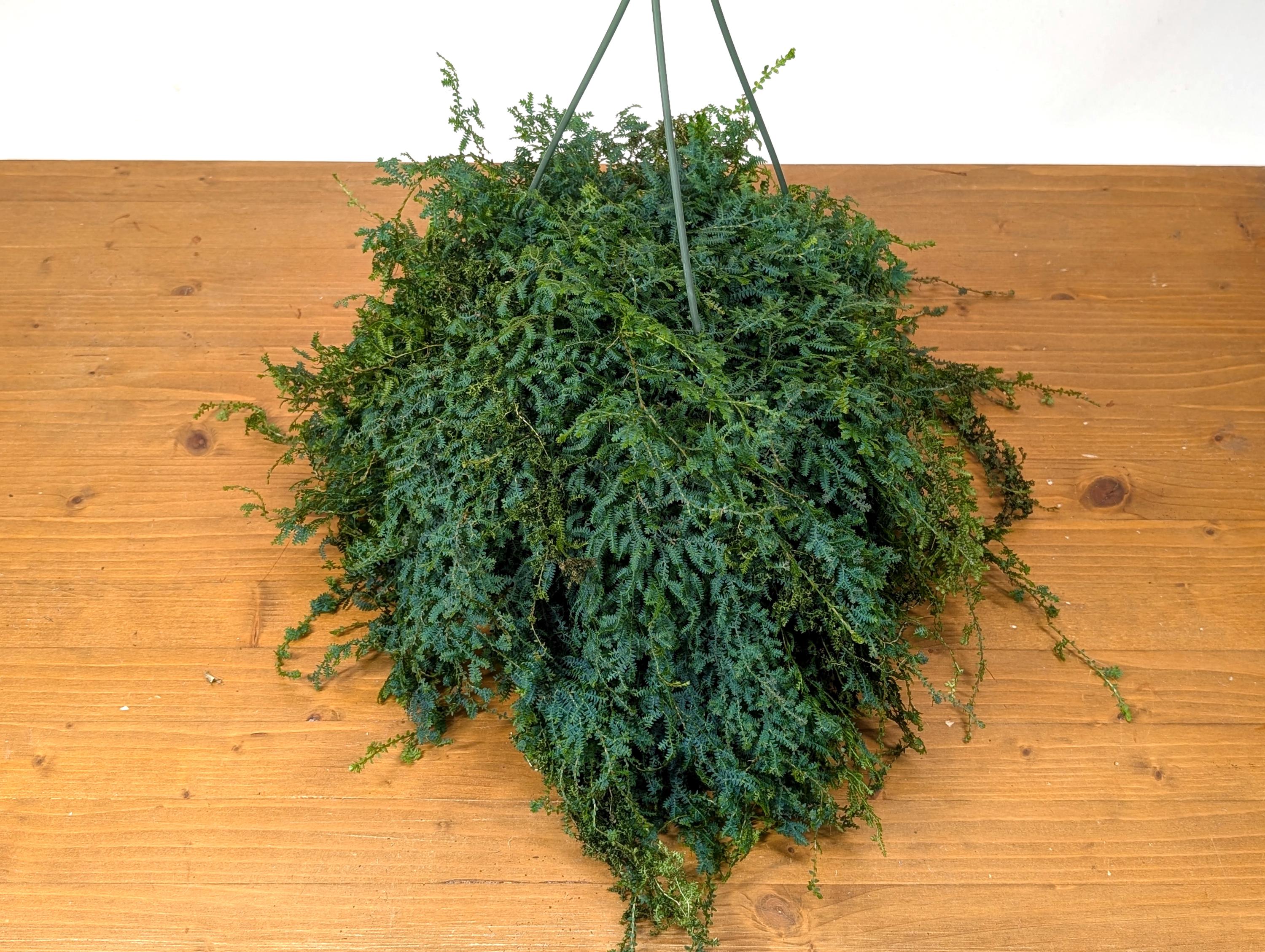 Rainbow Moss AKA Peacock Fern  (Selaginella uncinata) in 8 inch Hanging Basket