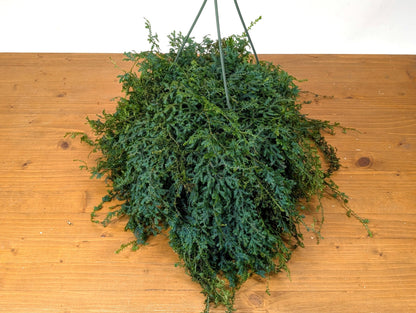 Rainbow Moss AKA Peacock Fern  (Selaginella uncinata) in 8 inch Hanging Basket