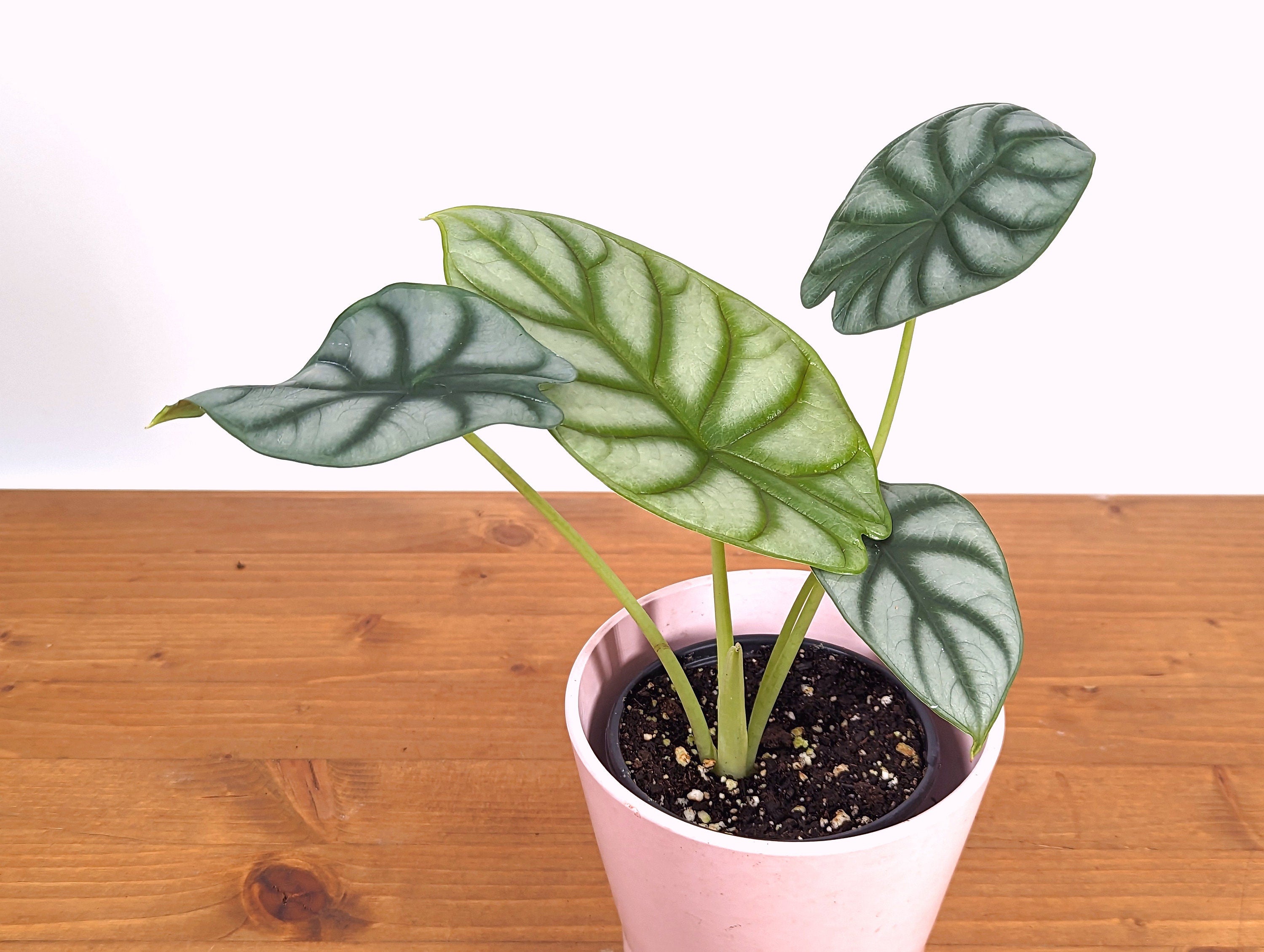 Alocasia Silver Dragon