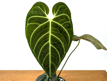 Anthurium Regale - Mature 6 Inch Pot XL - 14-24&quot; tall