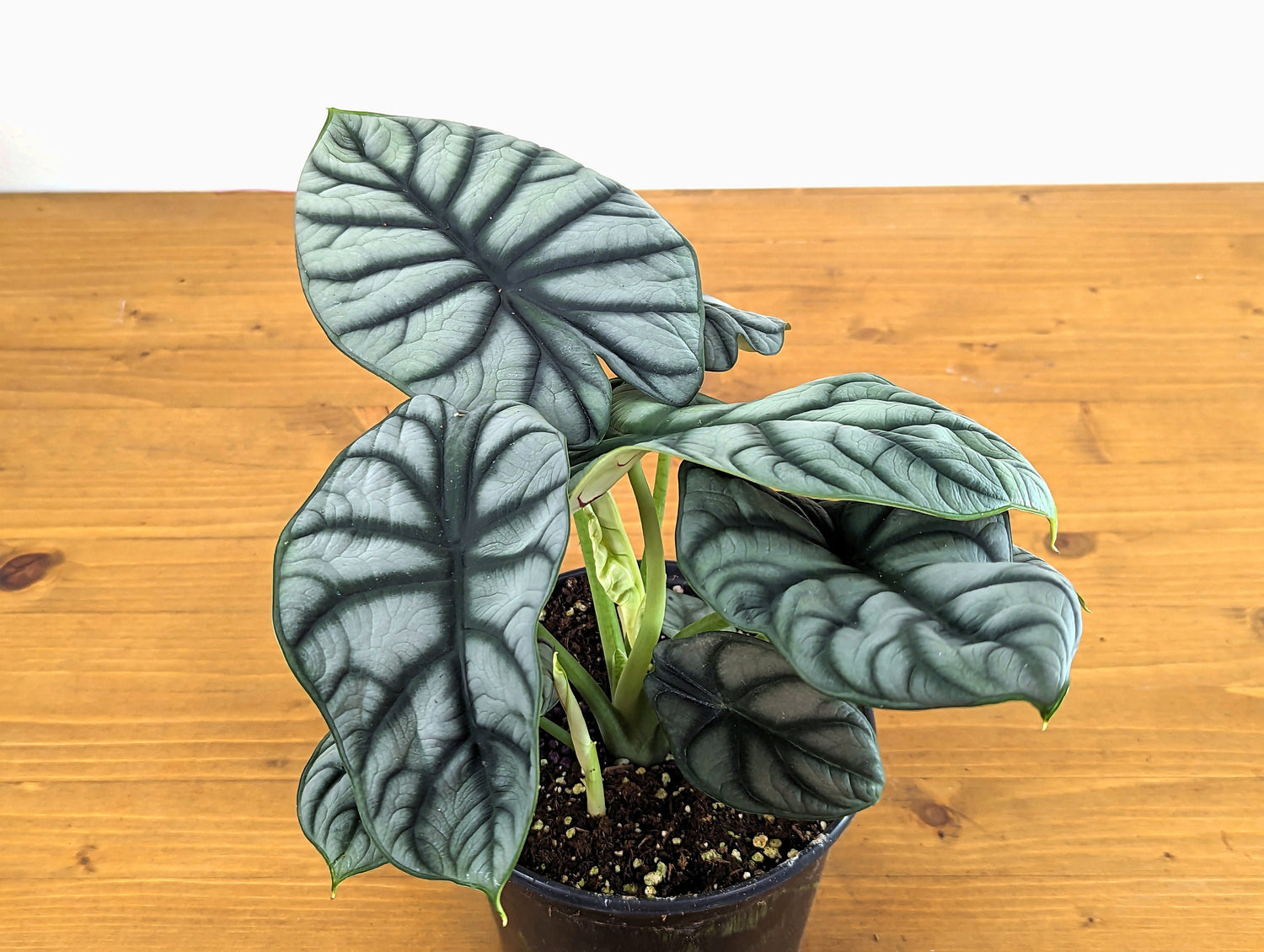 Alocasia Silver Dragon