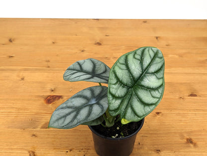 Alocasia Silver Dragon