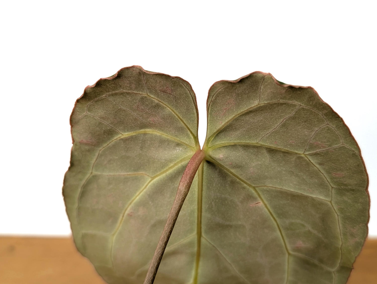 Large Anthurium Crystallinum x Besseae &