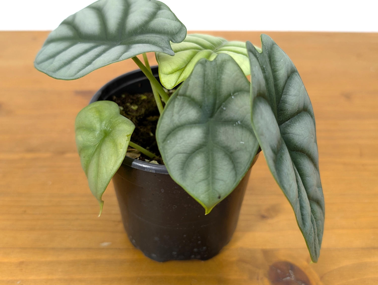 Alocasia Silver Dragon