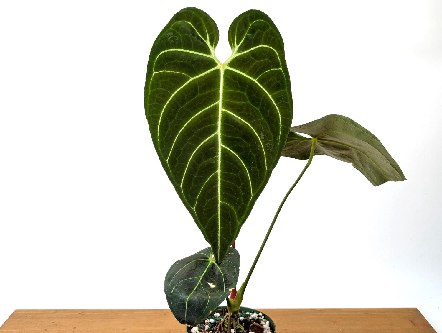 Anthurium Regale - Mature 6 Inch Pot XL - 14-24&quot; tall