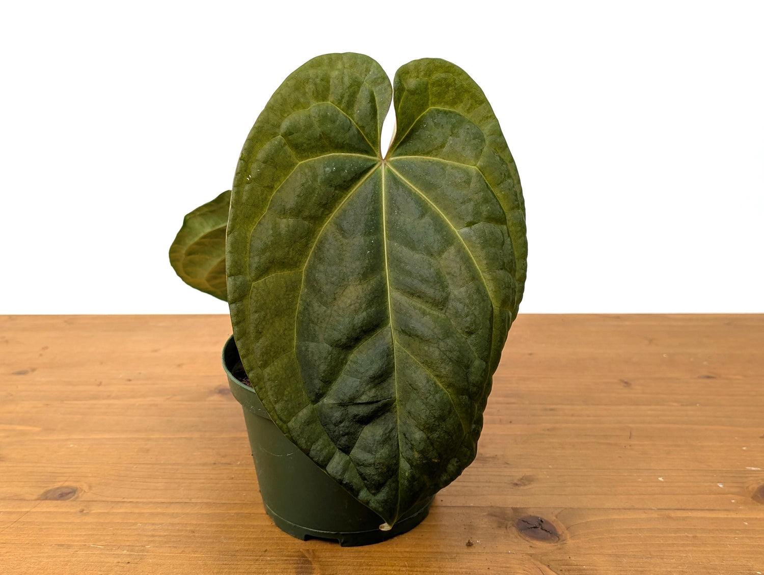 Exact Anthurium Crystallinum x Luxurians Raven Soul - 6 Inch Pot