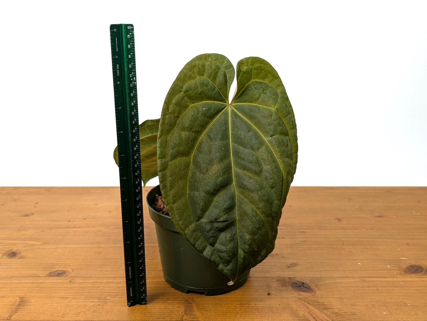 Exact Anthurium Crystallinum x Luxurians Raven Soul - 6 Inch Pot