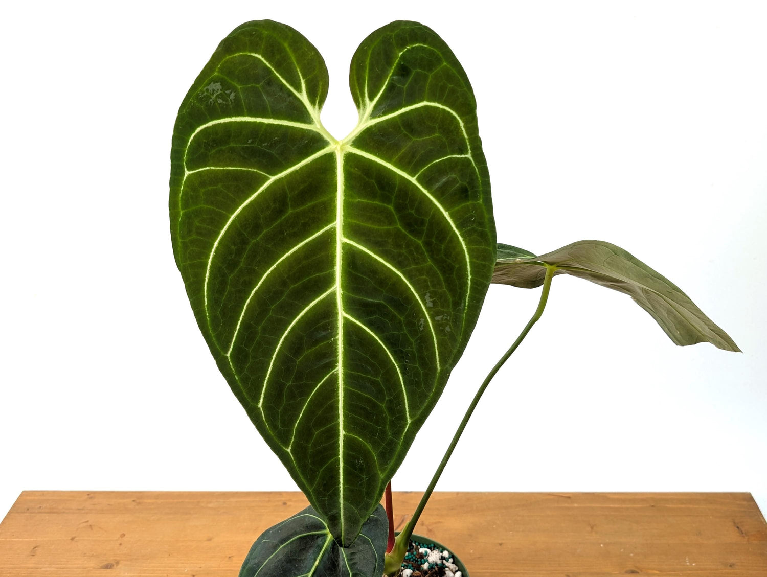 Anthurium Regale - Mature 6 Inch Pot XL - 14-24&quot; tall