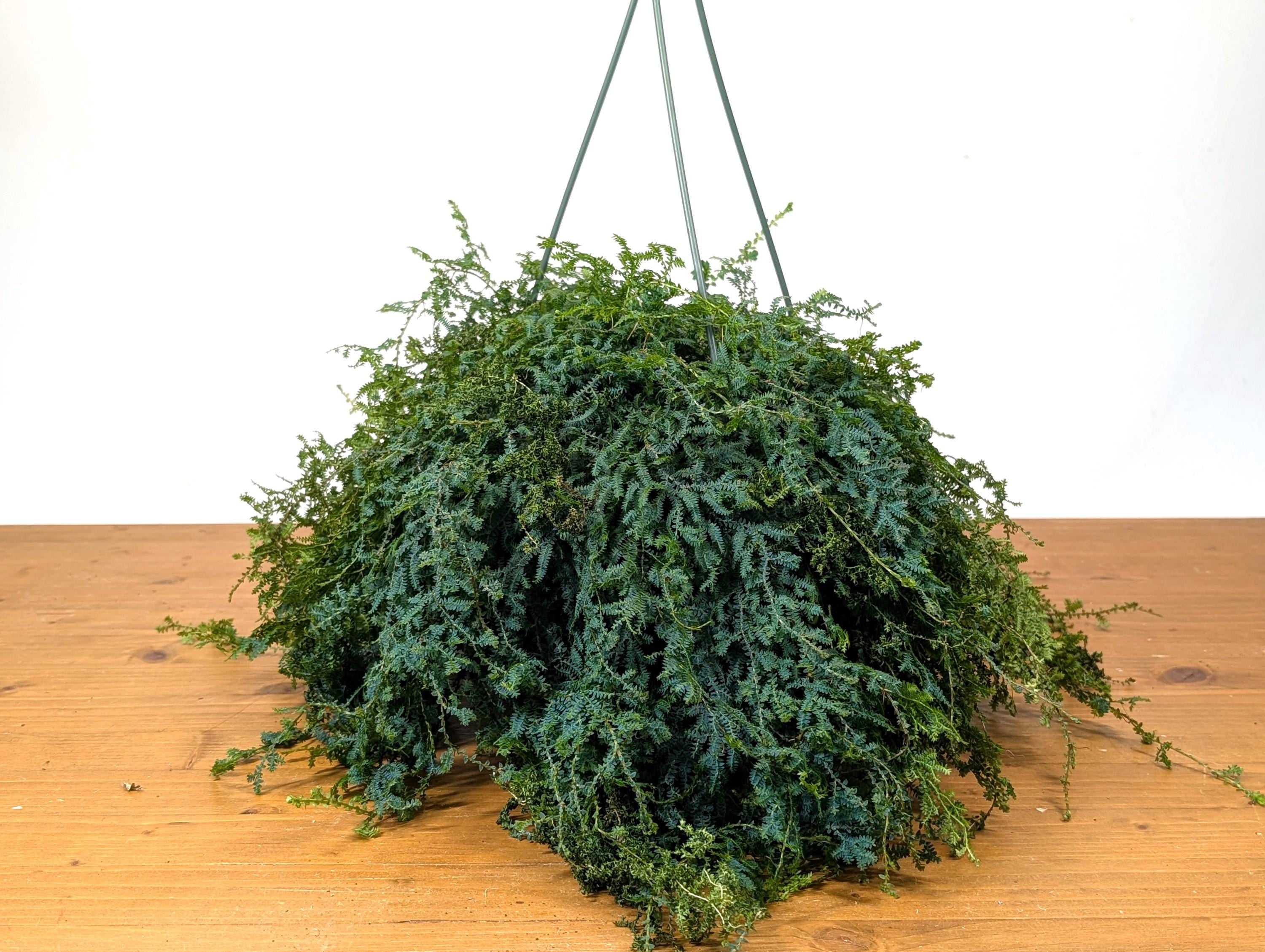 Rainbow Moss AKA Peacock Fern  (Selaginella uncinata) in 8 inch Hanging Basket