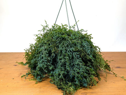 Rainbow Moss AKA Peacock Fern  (Selaginella uncinata) in 8 inch Hanging Basket