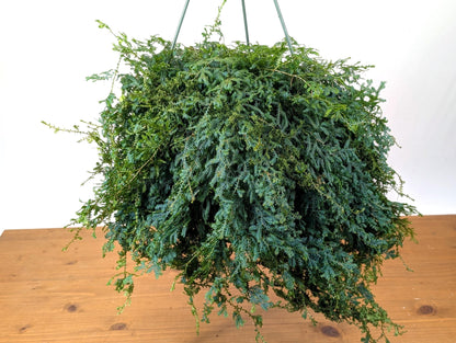 Rainbow Moss AKA Peacock Fern  (Selaginella uncinata) in 8 inch Hanging Basket