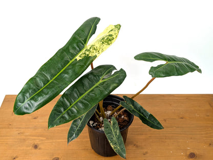 Philodendron Billietiae Variegated - 1 Gallon Pot