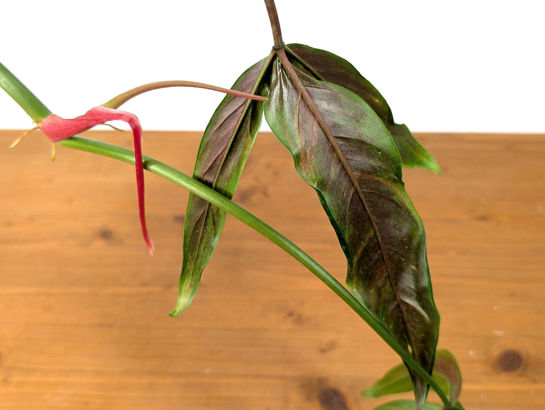 Philodendron Paloraense cf (Red Back) - Mature