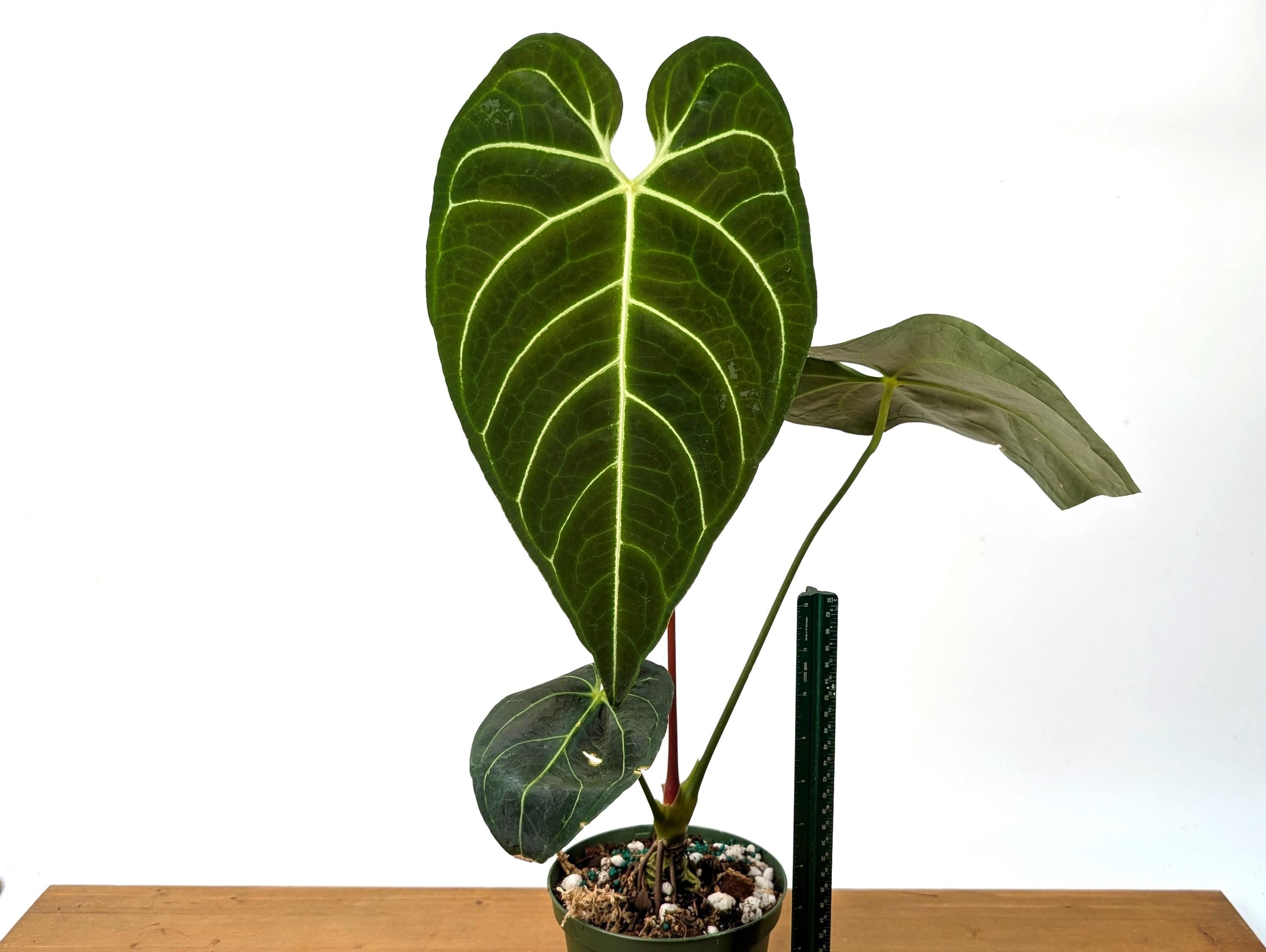 Anthurium Regale - Mature 6 Inch Pot XL - 14-24&quot; tall