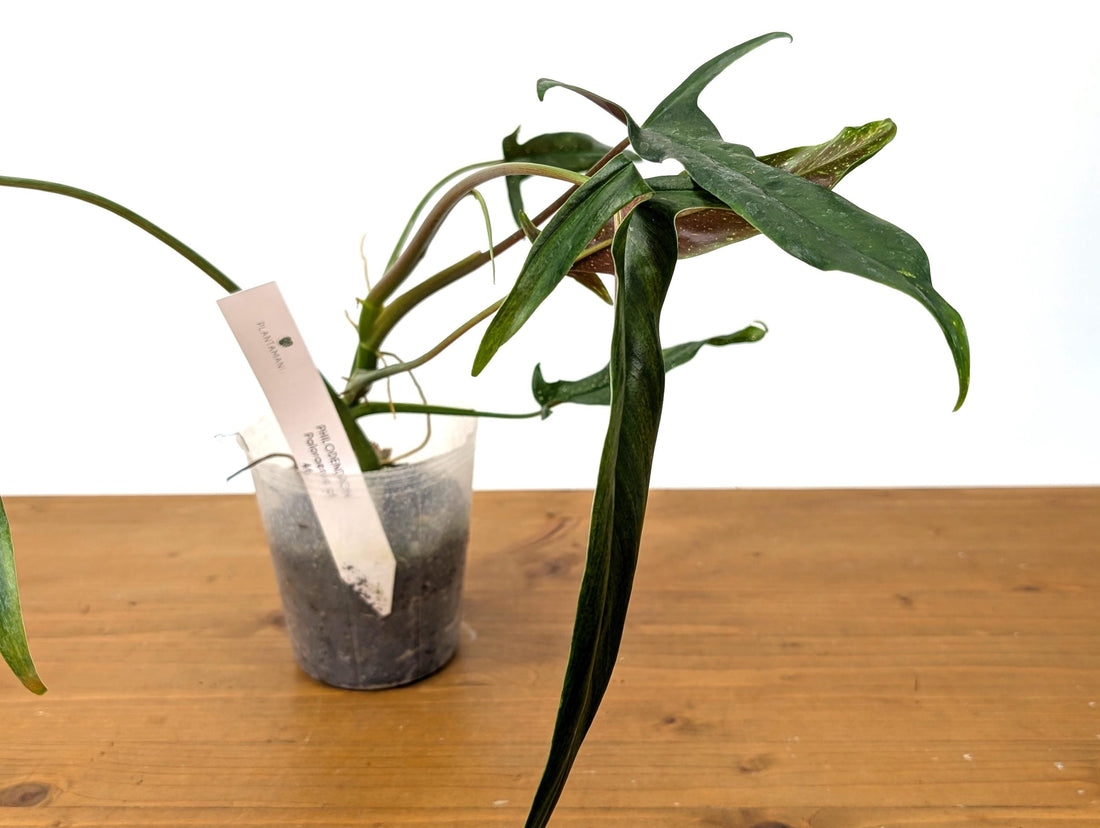 Philodendron Paloraense cf