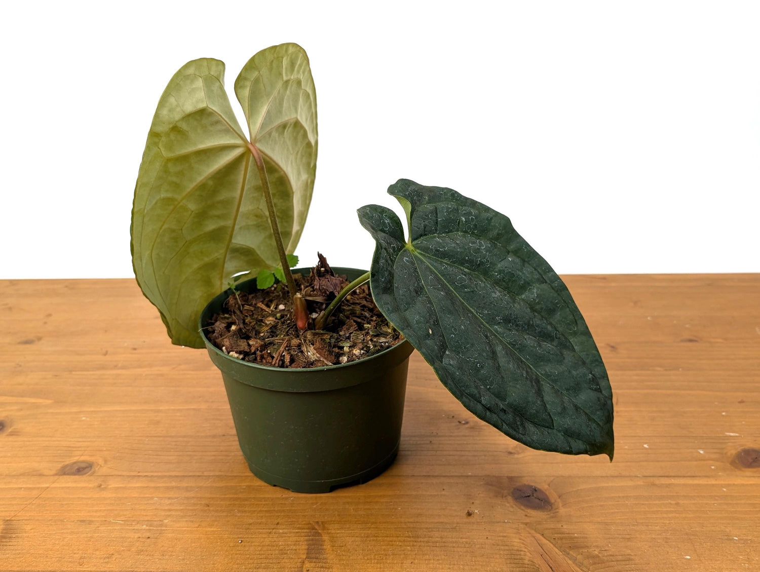 Exact Anthurium Crystallinum x Luxurians Raven Soul - 6 Inch Pot