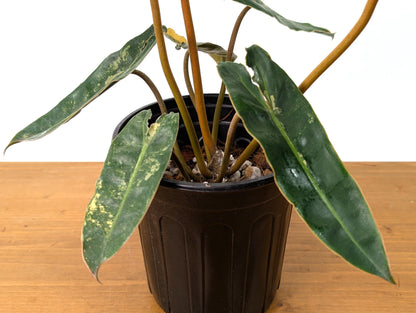 Philodendron Billietiae Variegated - 1 Gallon Pot