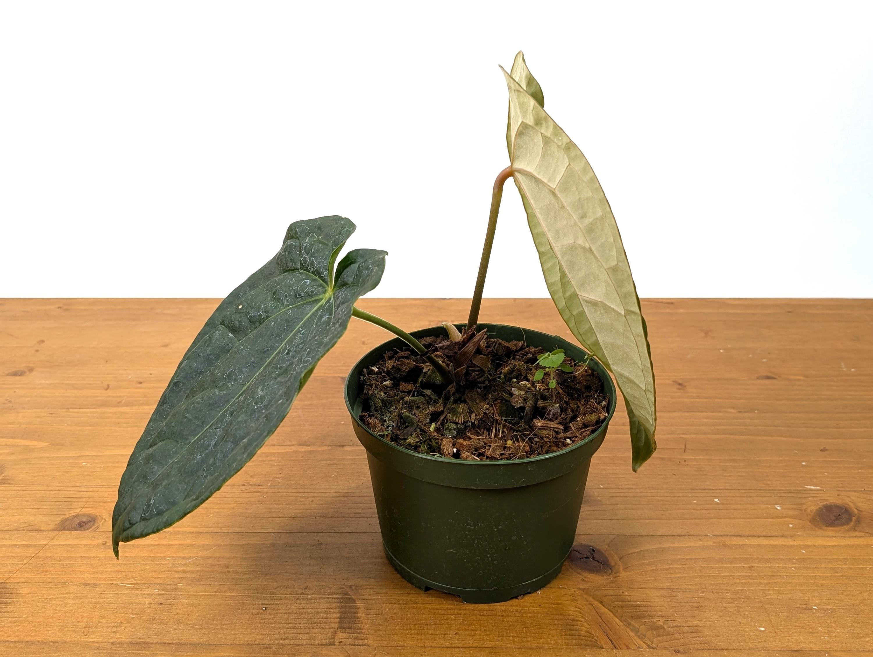 Exact Anthurium Crystallinum x Luxurians Raven Soul - 6 Inch Pot