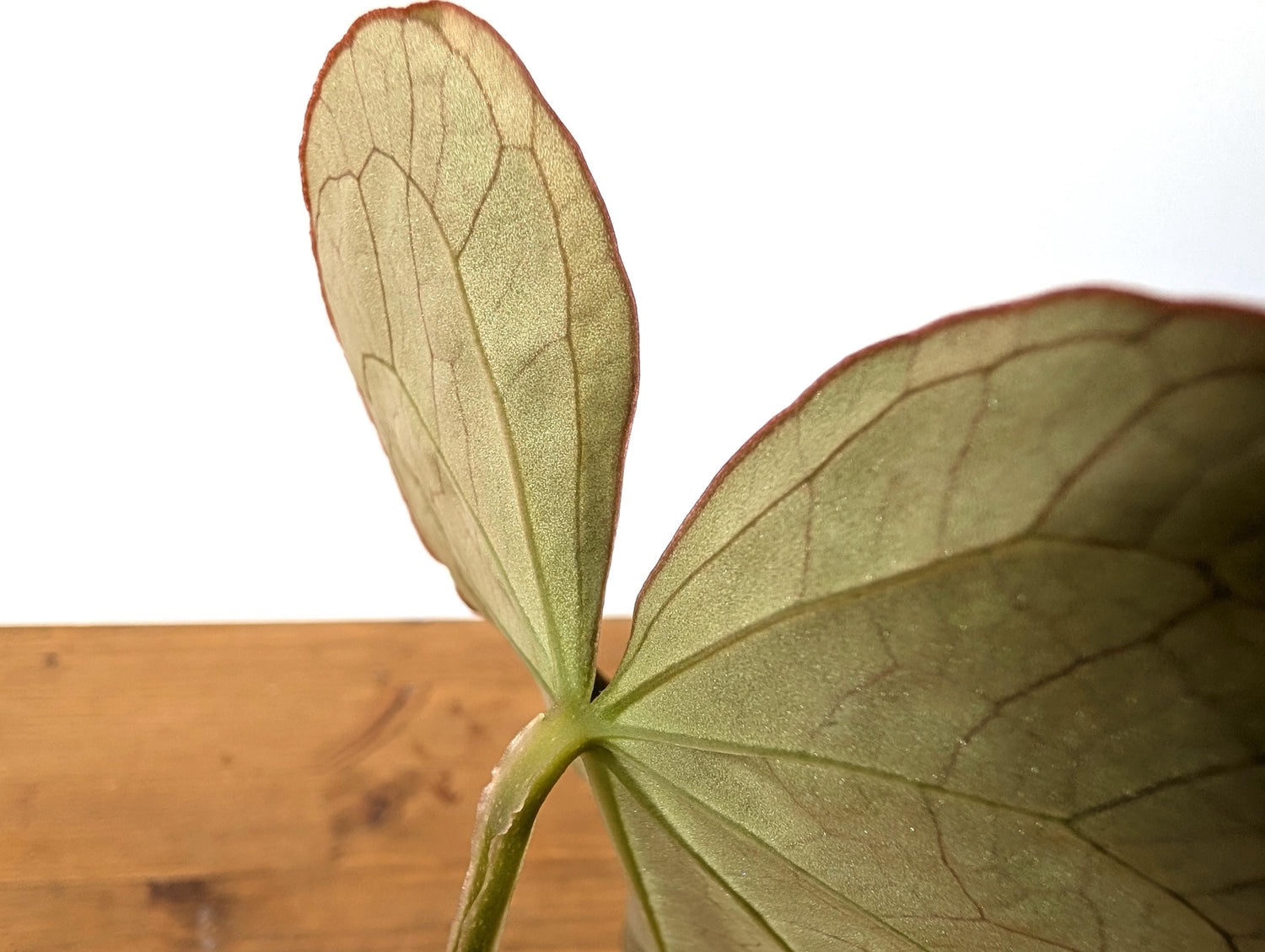 Anthurium Magnificent Dress (Magnificum x Dressleri)