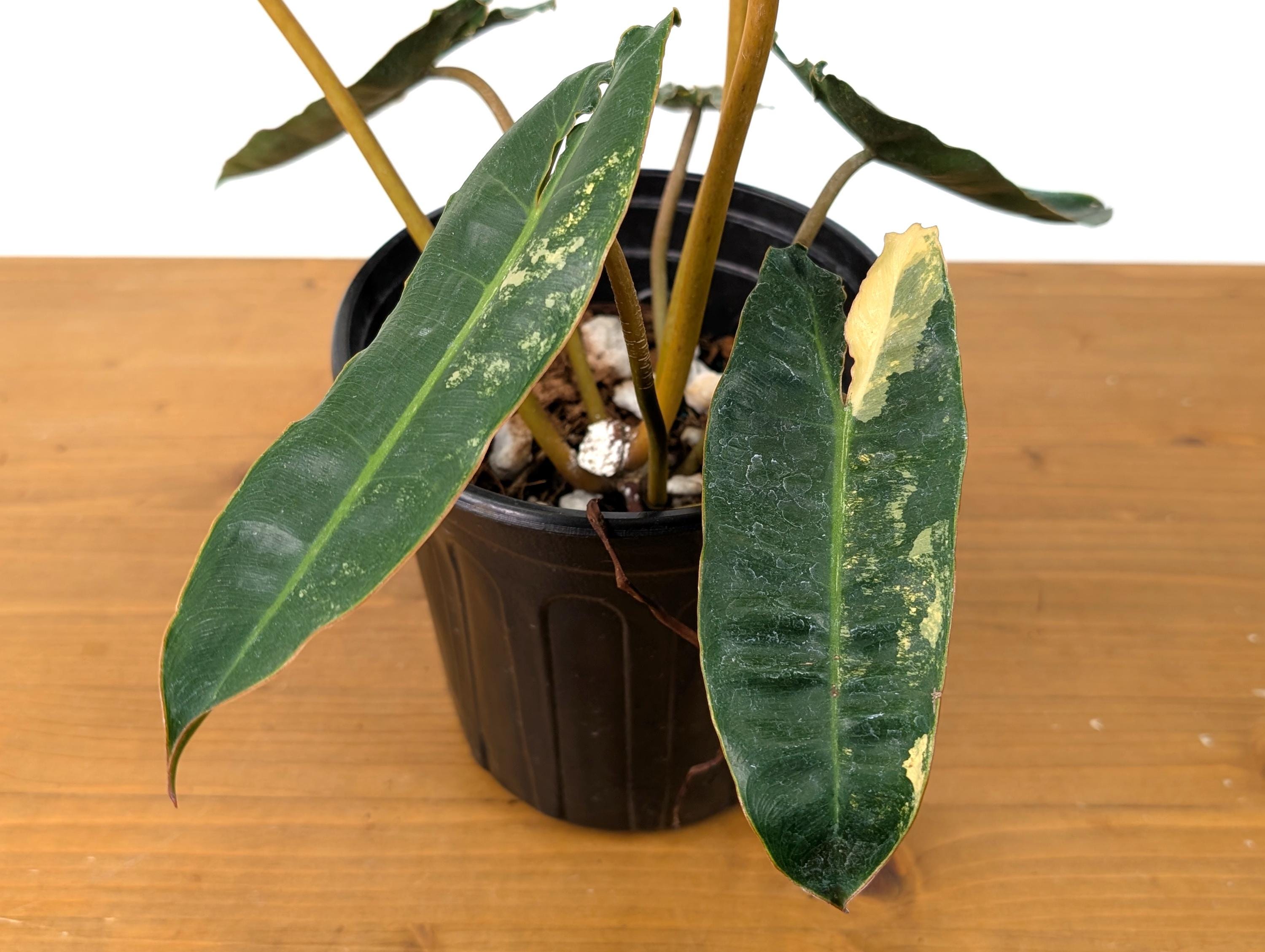 Philodendron Billietiae Variegated - 1 Gallon Pot