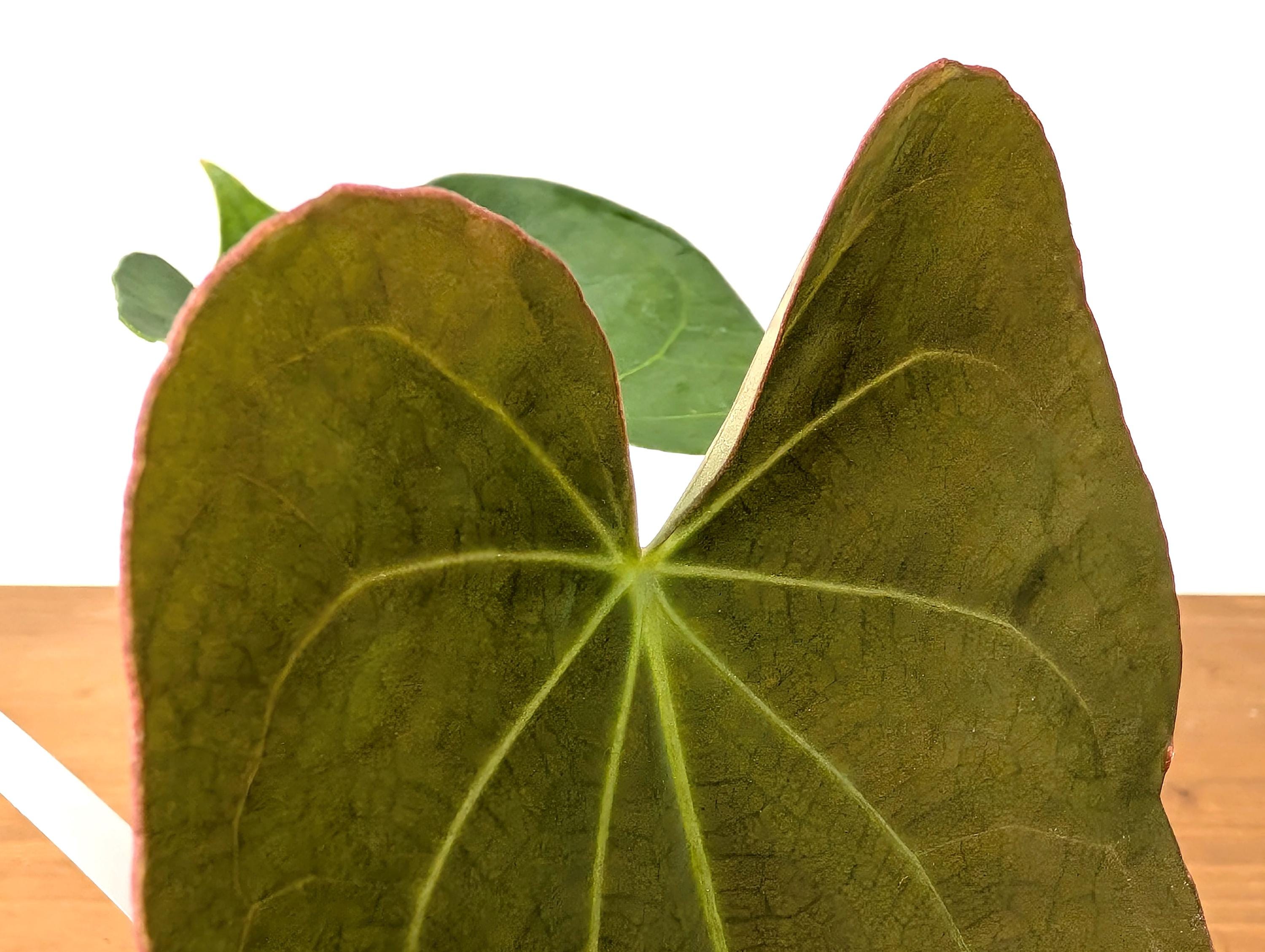 Anthurium Magnificent Dress (Magnificum x Dressleri)