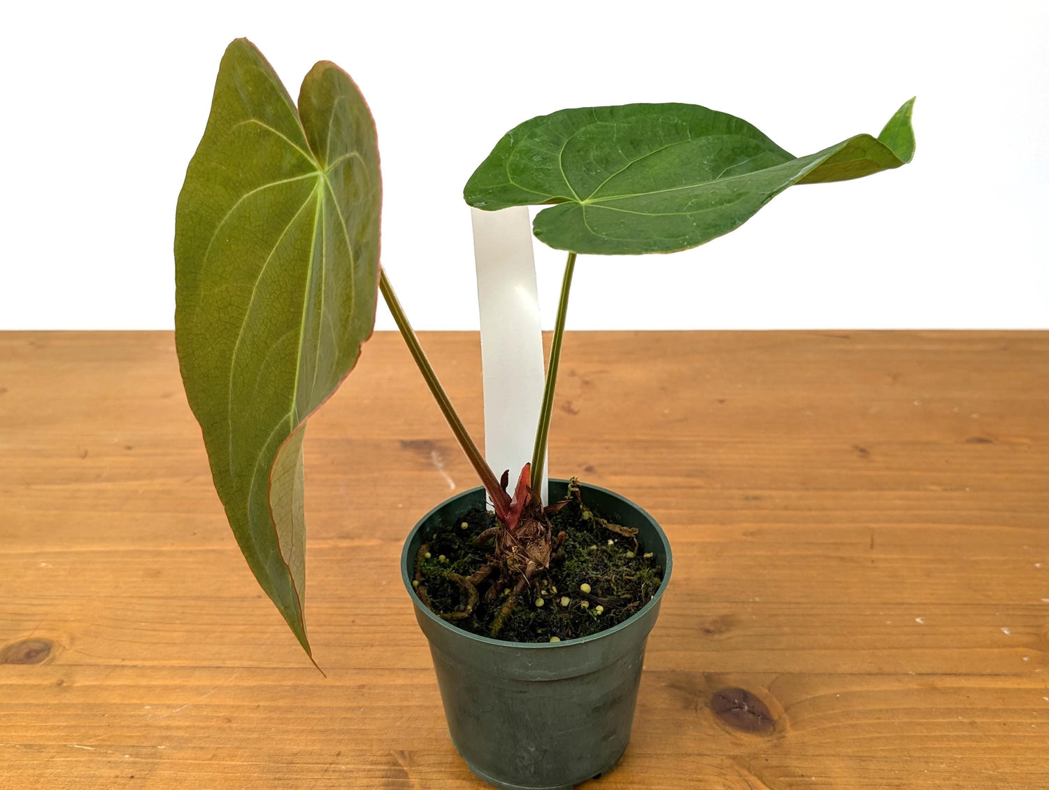 Anthurium Magnificent Dress (Magnificum x Dressleri)