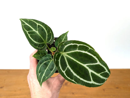 Anthurium Crystallinum - Beautiful Sparkling Veins on This Tropical Houseplant