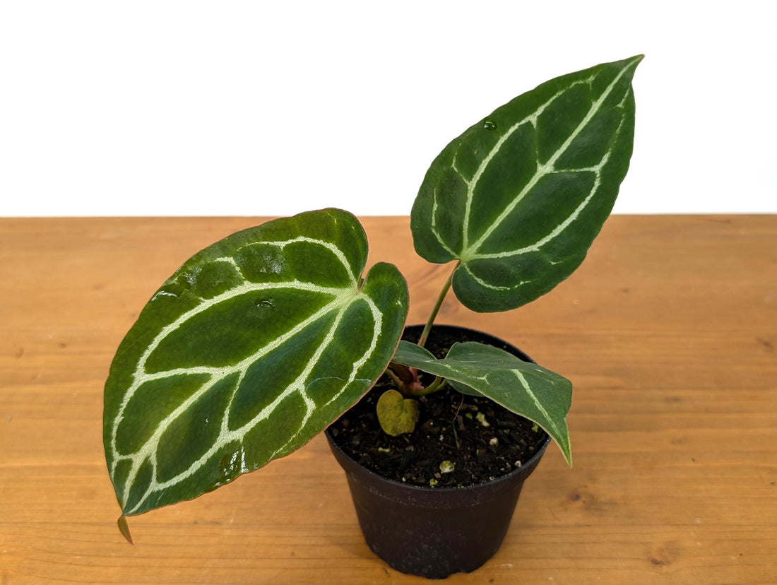 Anthurium Crystallinum - Beautiful Sparkling Veins on This Tropical Houseplant