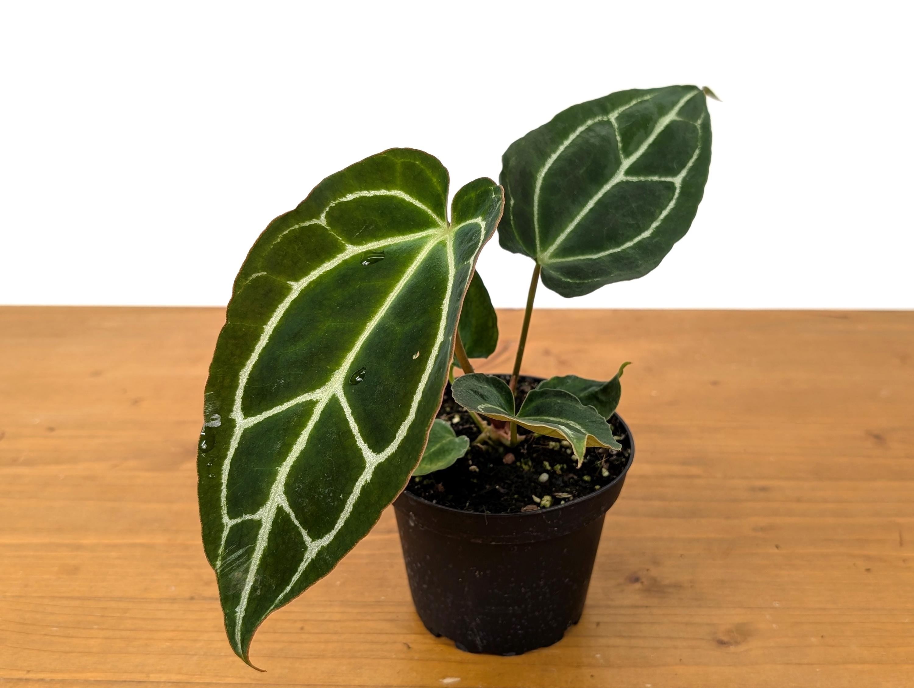 Anthurium Crystallinum - Beautiful Sparkling Veins on This Tropical Houseplant