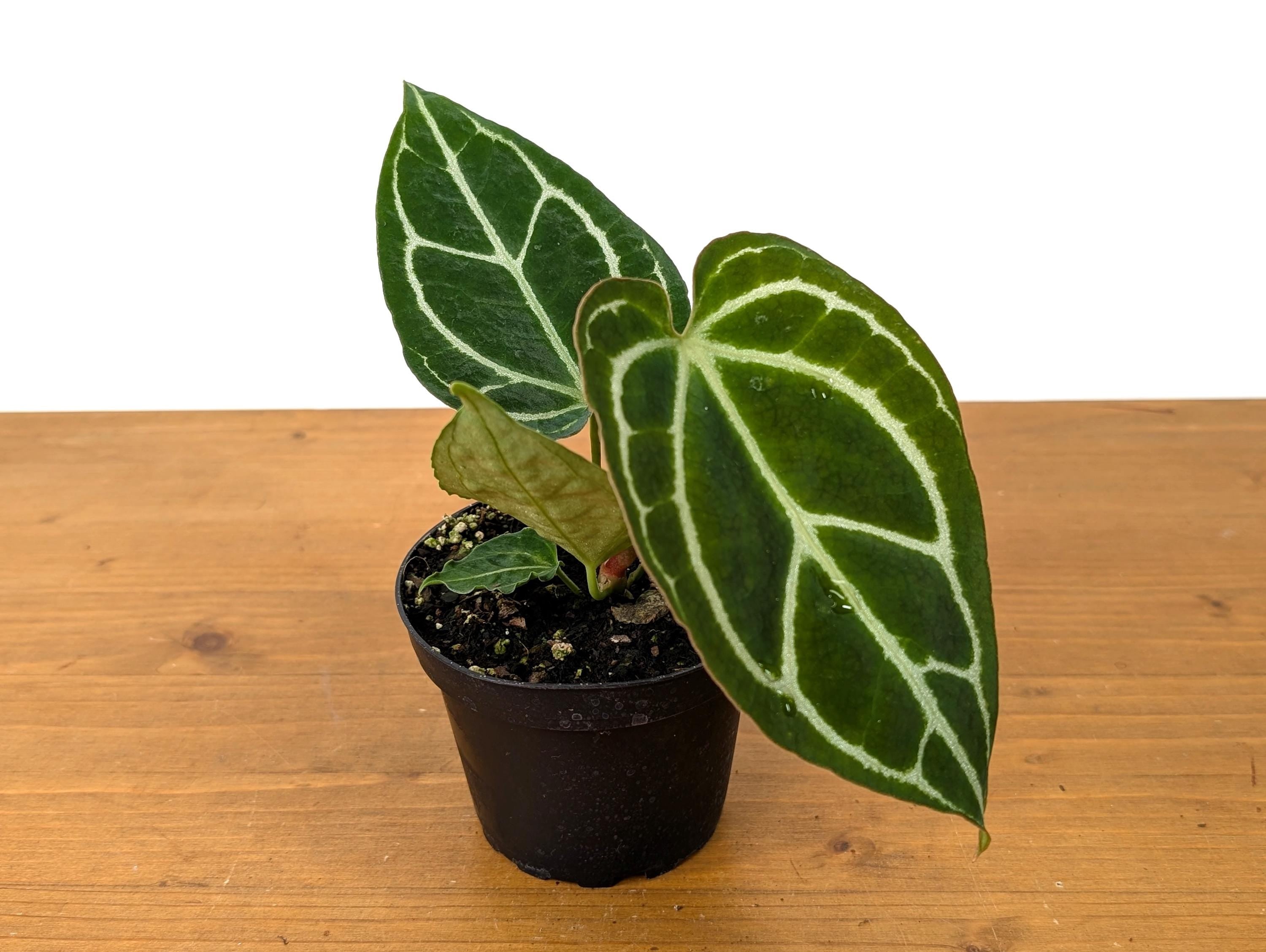 Anthurium Crystallinum - Beautiful Sparkling Veins on This Tropical Houseplant