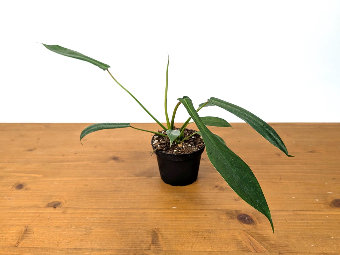 Philodendron Joepii