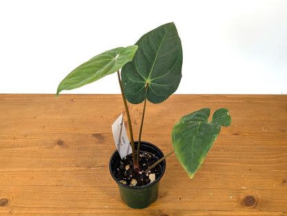 Anthurium Besseae Galaxy - Exact Plant