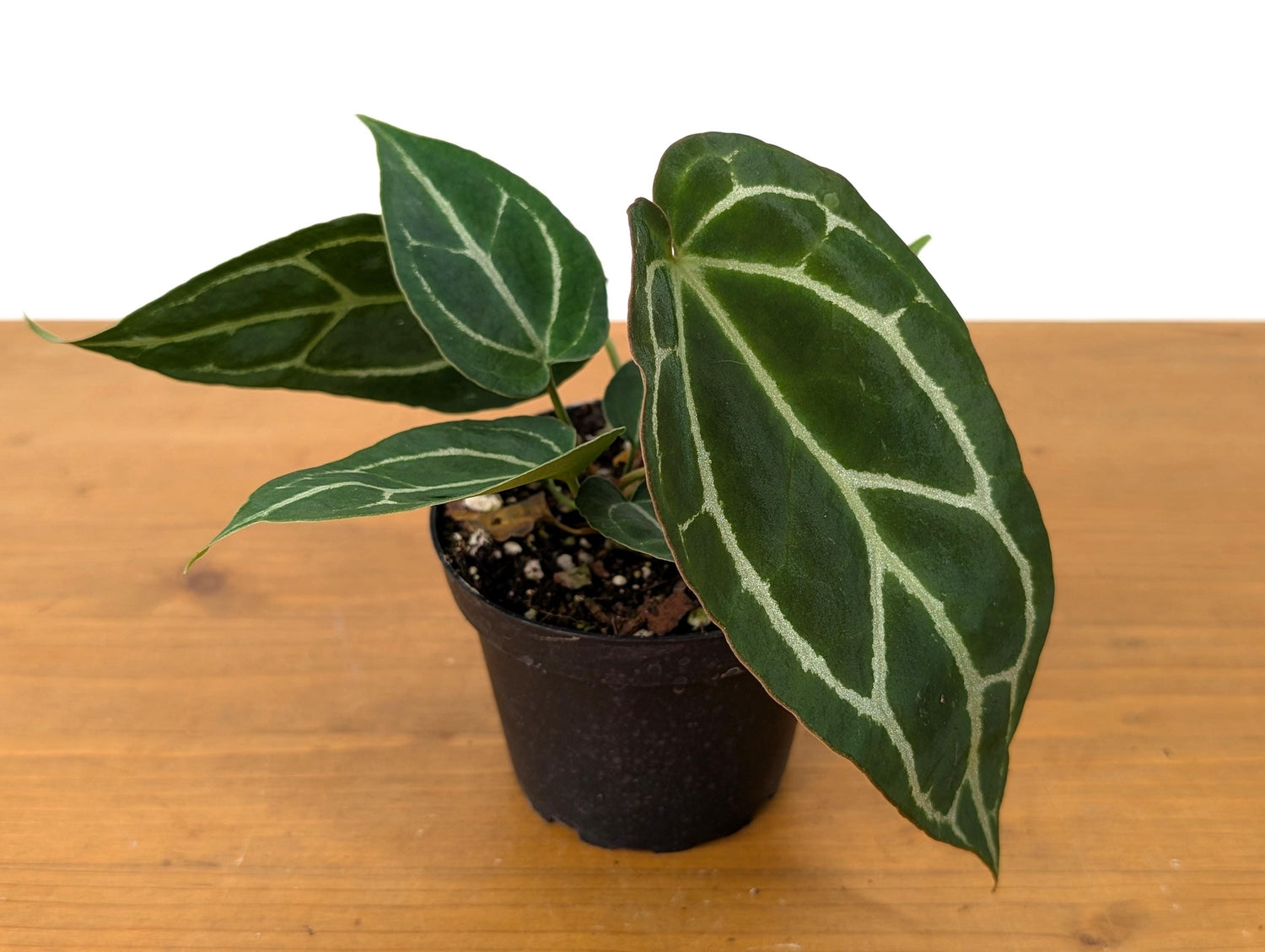 Anthurium Crystallinum - Beautiful Sparkling Veins on This Tropical Houseplant