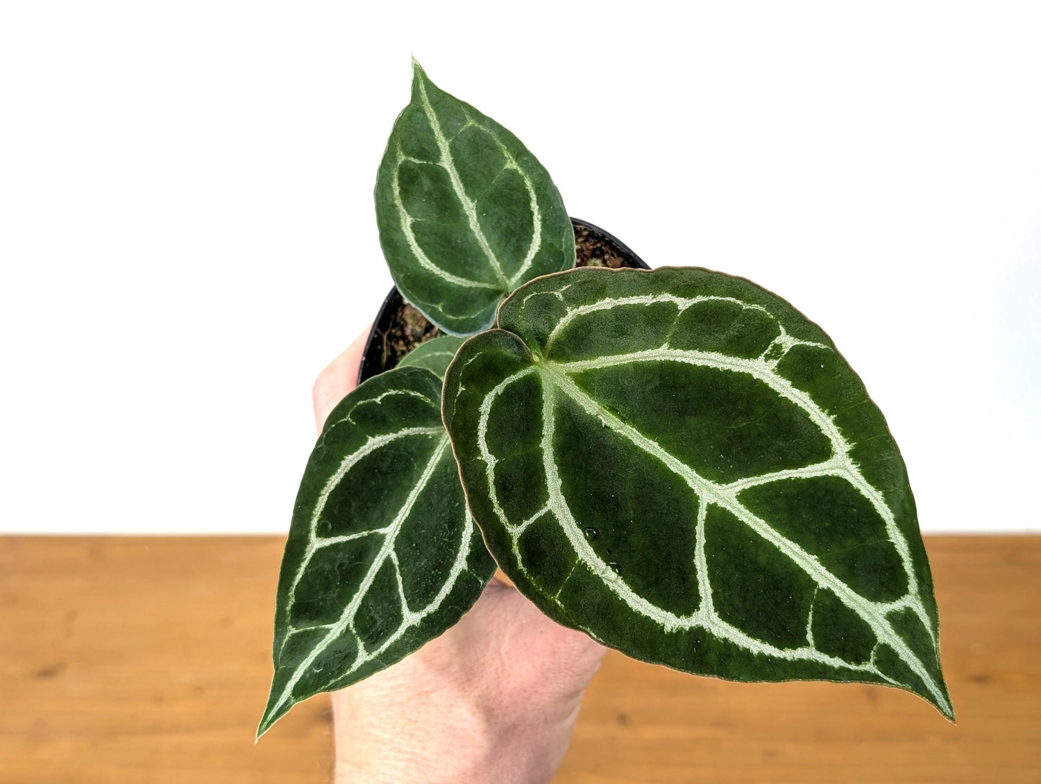 Anthurium Crystallinum - Beautiful Sparkling Veins on This Tropical Houseplant