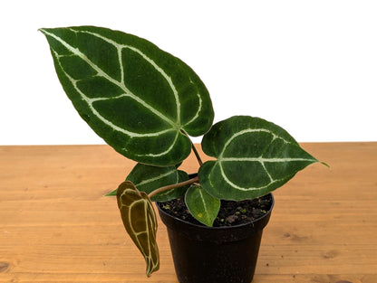 Anthurium Crystallinum - Beautiful Sparkling Veins on This Tropical Houseplant