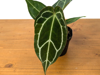 Anthurium Crystallinum - Beautiful Sparkling Veins on This Tropical Houseplant