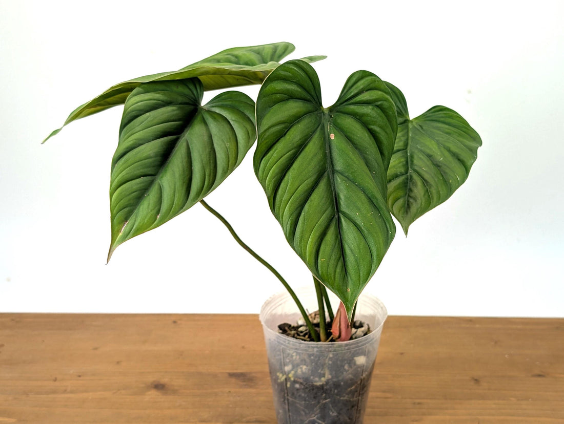 Philodendron sp Colombia Silver - Mature Size Plant