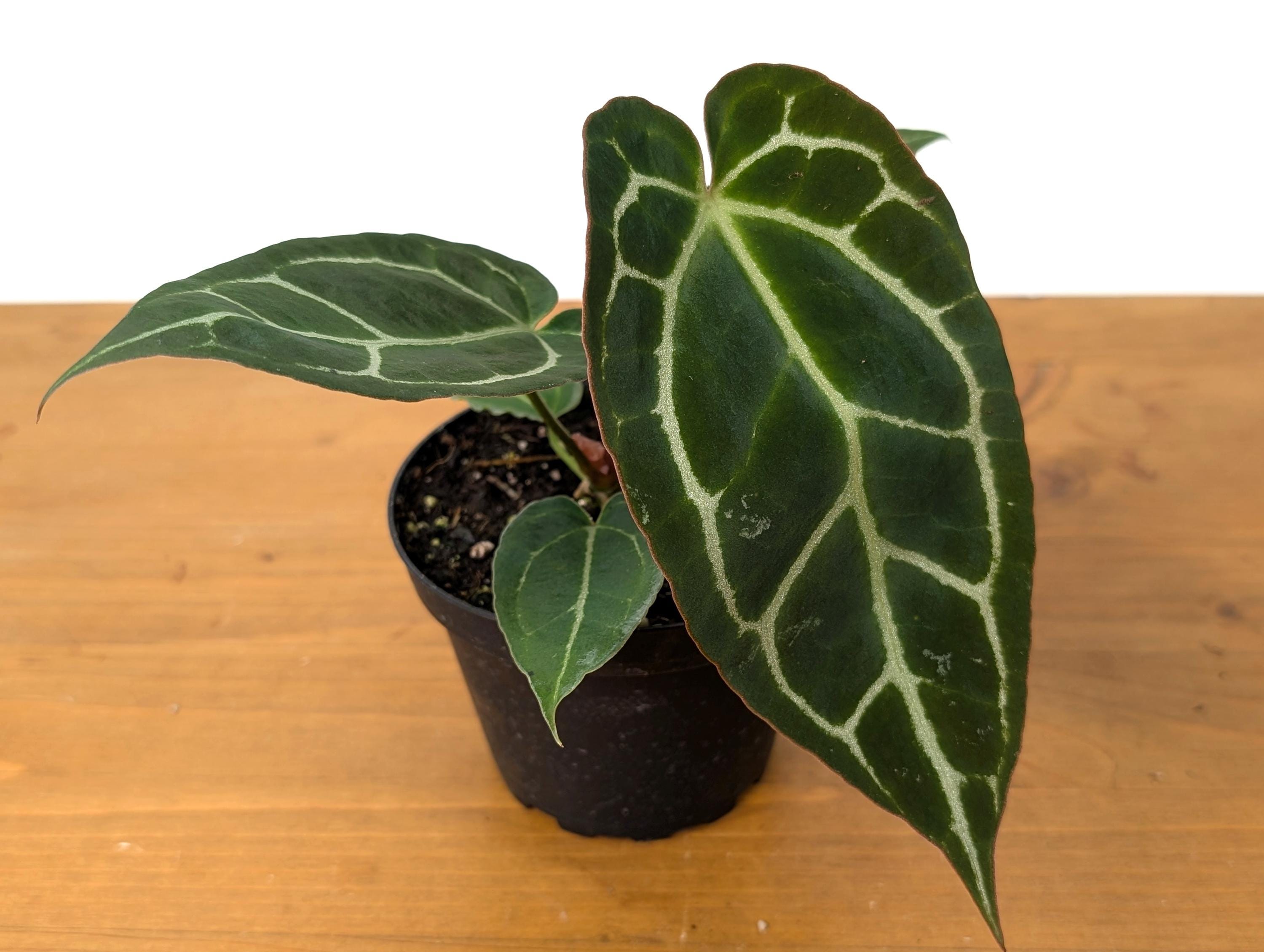 Anthurium Crystallinum - Beautiful Sparkling Veins on This Tropical Houseplant