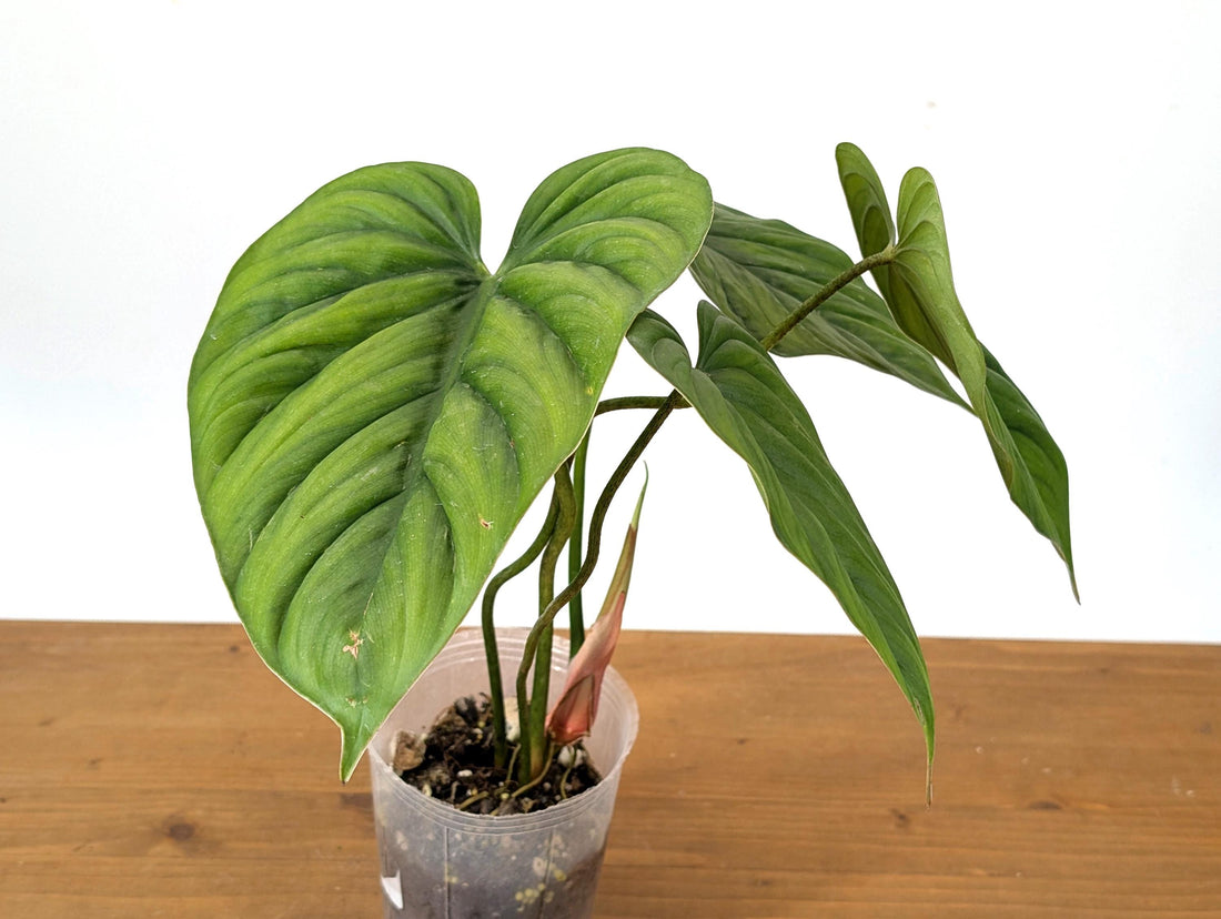 Philodendron sp Colombia Silver - Mature Size Plant